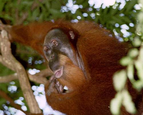 Orang Utan namens Abdul, Bukit Lawang, Sumatra, Indonesien