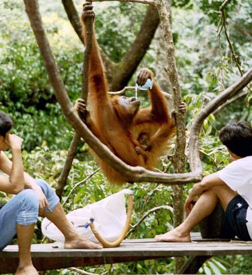 Orang Utan Rehabilitation Center, Bukit Lawang, Sumatra, Indonesien