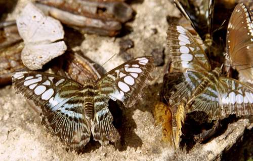 Butterfly Farm, Penang, Malaysia