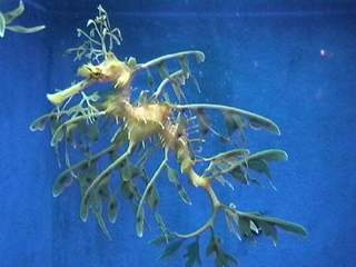 Underwater World, Pantai Cenang, Langkawi, Malaysia